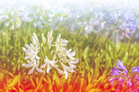 dreamy flowersの写真素材