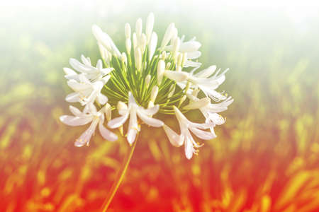 dreamy flowersの写真素材