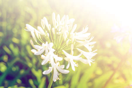 dreamy flowersの写真素材