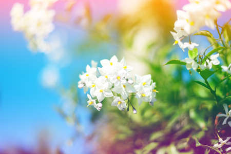 flowers with bokeh effectsの写真素材