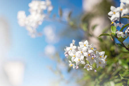flowers with bokeh effectsの写真素材