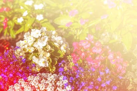 flowers with bokeh effectの写真素材
