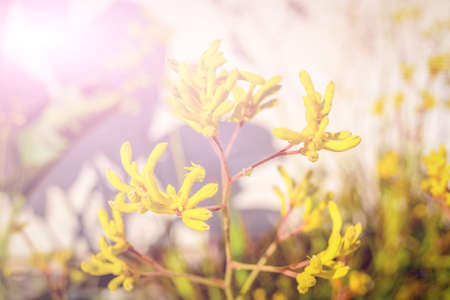 flowers with bokeh effectの写真素材