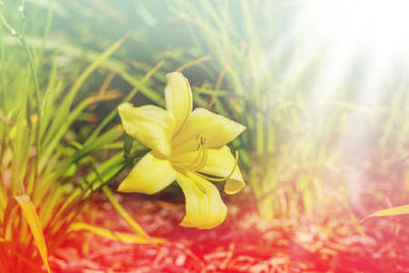 flowers with bokeh effectの写真素材