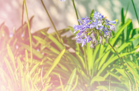 flowers with bokeh effect