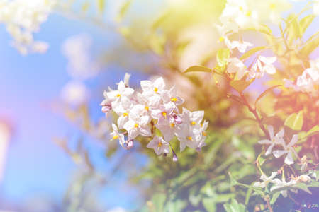 dreamy flowers with color filterの写真素材