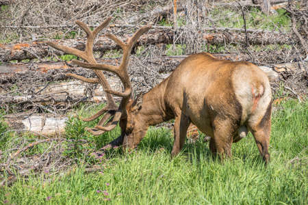 Yellowstone parkの写真素材