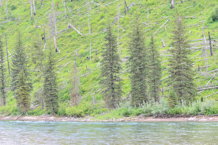 yellowstone national park