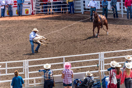 Calgary Stampedeのeditorial素材
