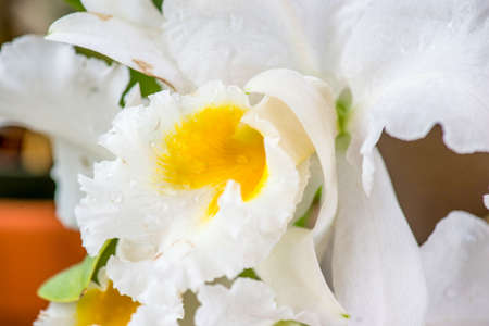 Paphiopedilum,, orchid in natureの写真素材