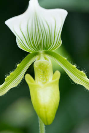 Paphiopedilum,, orchid in natureの写真素材