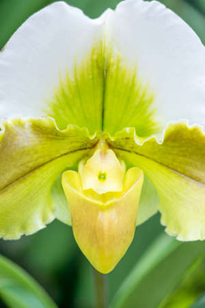 Paphiopedilum,, orchid in natureの写真素材