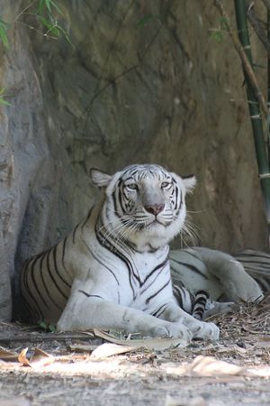White tigerの写真素材
