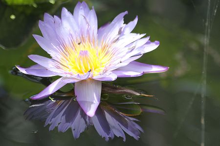 Banana flowerの写真素材