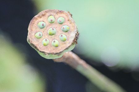Banana flowerの写真素材