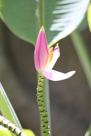 Banana flowerの写真素材
