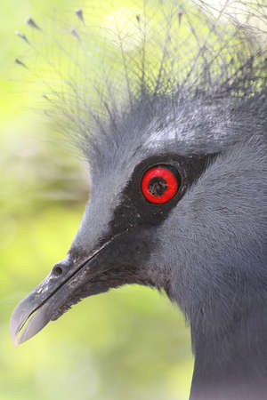 EXOTIC BIRD (GOURA VICTORIA)の写真素材