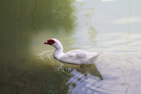 Cygnus olorの写真素材