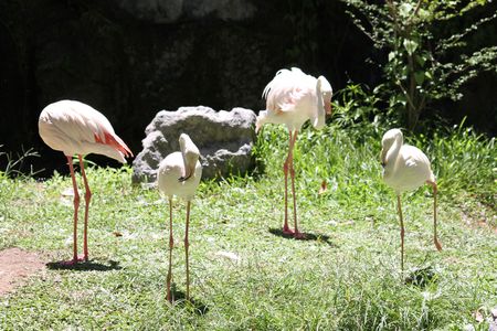 GREATER FLAMINGOの写真素材