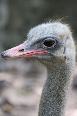 Ostrichの写真素材