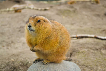Prairie dogの写真素材