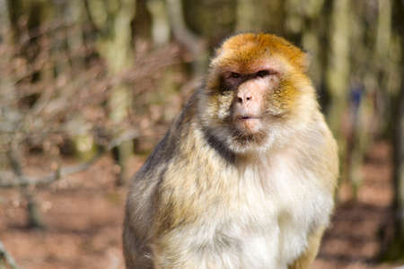 Monkeyの写真素材
