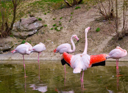 Flamingoの写真素材