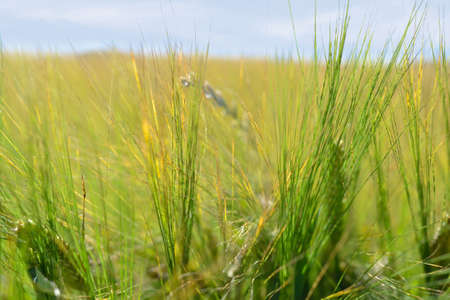 Cornの写真素材
