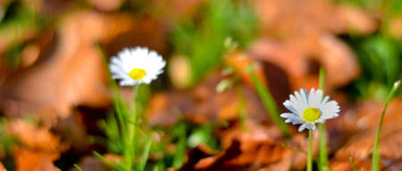 Daisyの写真素材