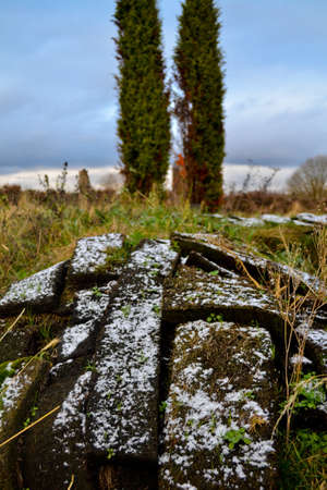 tree and broken concreteの写真素材