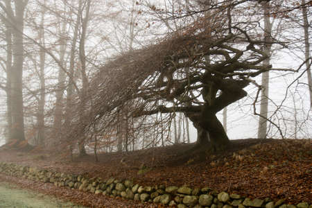 Skew tree in fogの写真素材