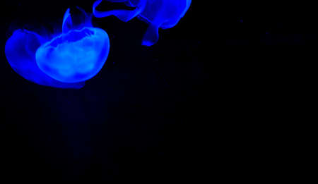 Jellyfishの写真素材