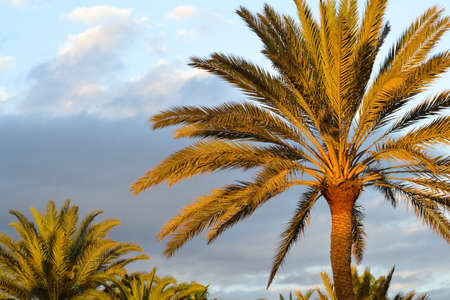 Sunset palmの写真素材