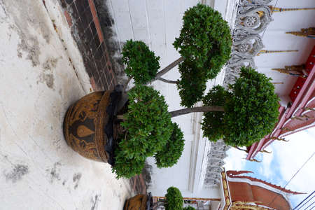 Banyan tree decorated inside the templeの写真素材