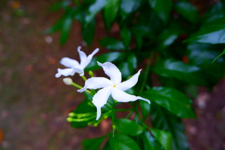White flowers are blooming and some are growing against a backdrop of green leaves.