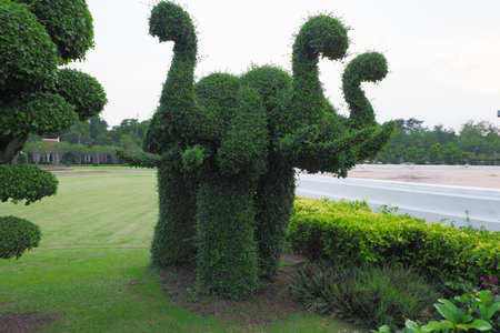 Ivy tree trimmed in the shape of an elephantの写真素材