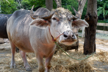 Thai buffaloes are tied to a wooden pole. The ground had straw for eating and sleeping.