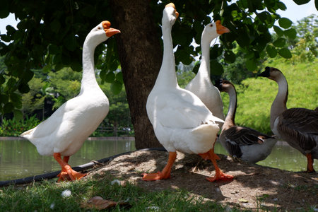 lion head goose walking with friends on the lawn by the water.の写真素材