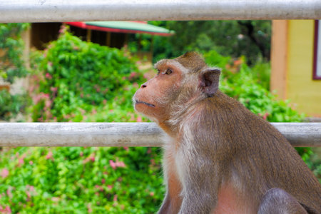 A cute monkey family lives in a temple in Thailand.
