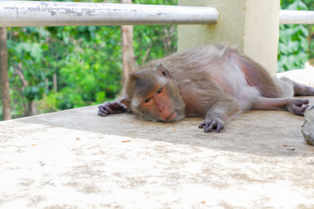 A cute monkey family lives in a temple in Thailand.