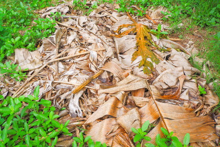 A pile of banana leaves that have been left to dry from green leaves turn brown,on the ground.の写真素材