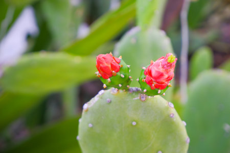 Flower of Big Opuntia microdasys, silver-aluminum background and cactus leaves.