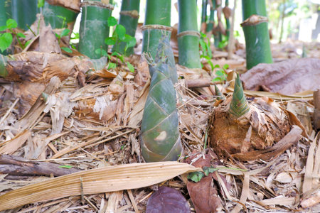 The sapling of the bamboo that has just been born is used by villagers for cooking,in the morning.の写真素材
