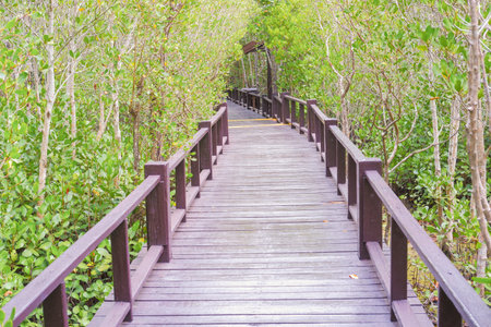 Wooden bridge, walkway to admire the mangrove trees of the mangrove forest.の写真素材