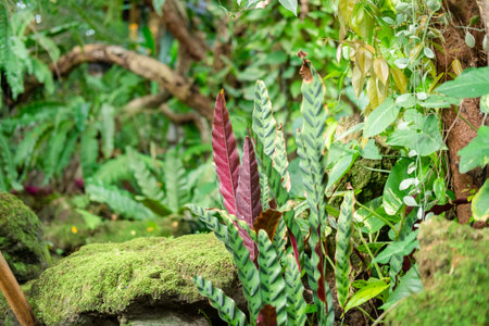 Green lush foliage moss and fern in reshness plant garde, rainforest.の写真素材