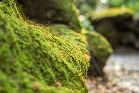 Green lush foliage moss and fern in reshness plant garde, rainforest.の写真素材