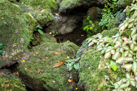 Green lush foliage moss and fern in reshness plant garde, rainforest.の写真素材