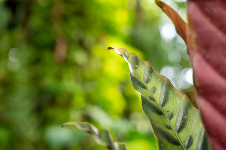 Green lush foliage moss and fern in reshness plant garde, rainforest.の写真素材