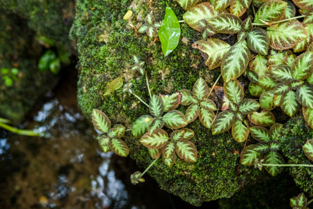 Green lush foliage moss and fern in reshness plant garde, rainforest.