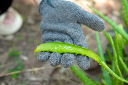 Farmer's hands are using a knife to peel aloe vera.の写真素材